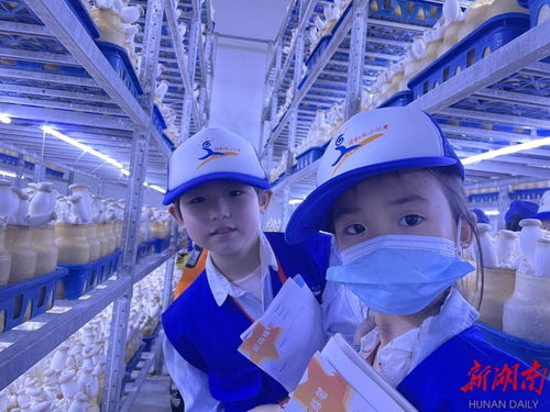 永州湖南日?qǐng)?bào)小記者探訪杏鮑菇成長(zhǎng)奧秘，感受生物科技魅力